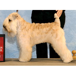 Fiona - Showing Now - Soft Coated Wheaten Terrier