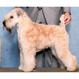 Neala - Now Showing - Soft Coated Wheaten Terrier