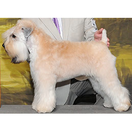 Epona - Showing Now - Soft Coated Wheaten Terrier