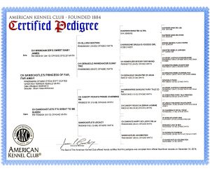Fiona - Certified Pedigree