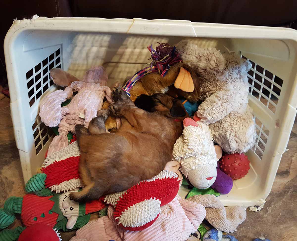 Puppy in her toy box - 2016