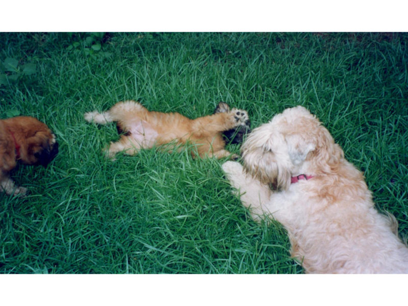 Lil Eva with Puppy - 2001
